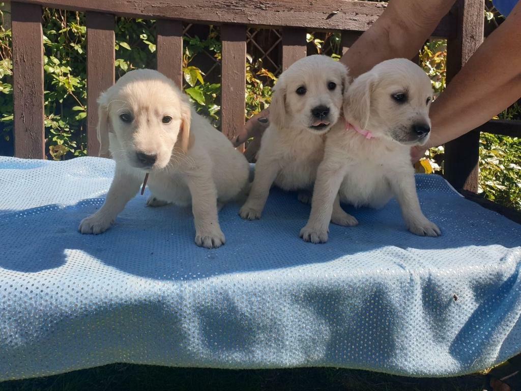 gumtree golden retriever for sale